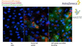 •Fluorescent LNPs (lipids)
•Fluorescent Cargo (mRNA)
•Fluorescent Product (protein)
No
LNPs
Partial LNP
uptake
LNP uptake and mRNA
decoding
 