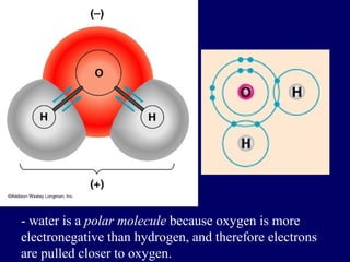 - water is a polar molecule because oxygen is more
electronegative than hydrogen, and therefore electrons
are pulled closer to oxygen.
 