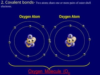 2. Covalent bonds- Two atoms share one or more pairs of outer-shell
electrons.
Oxygen Atom
Oxygen Atom Oxygen Atom
Oxygen Atom
Oxygen Molecule (O2)
 