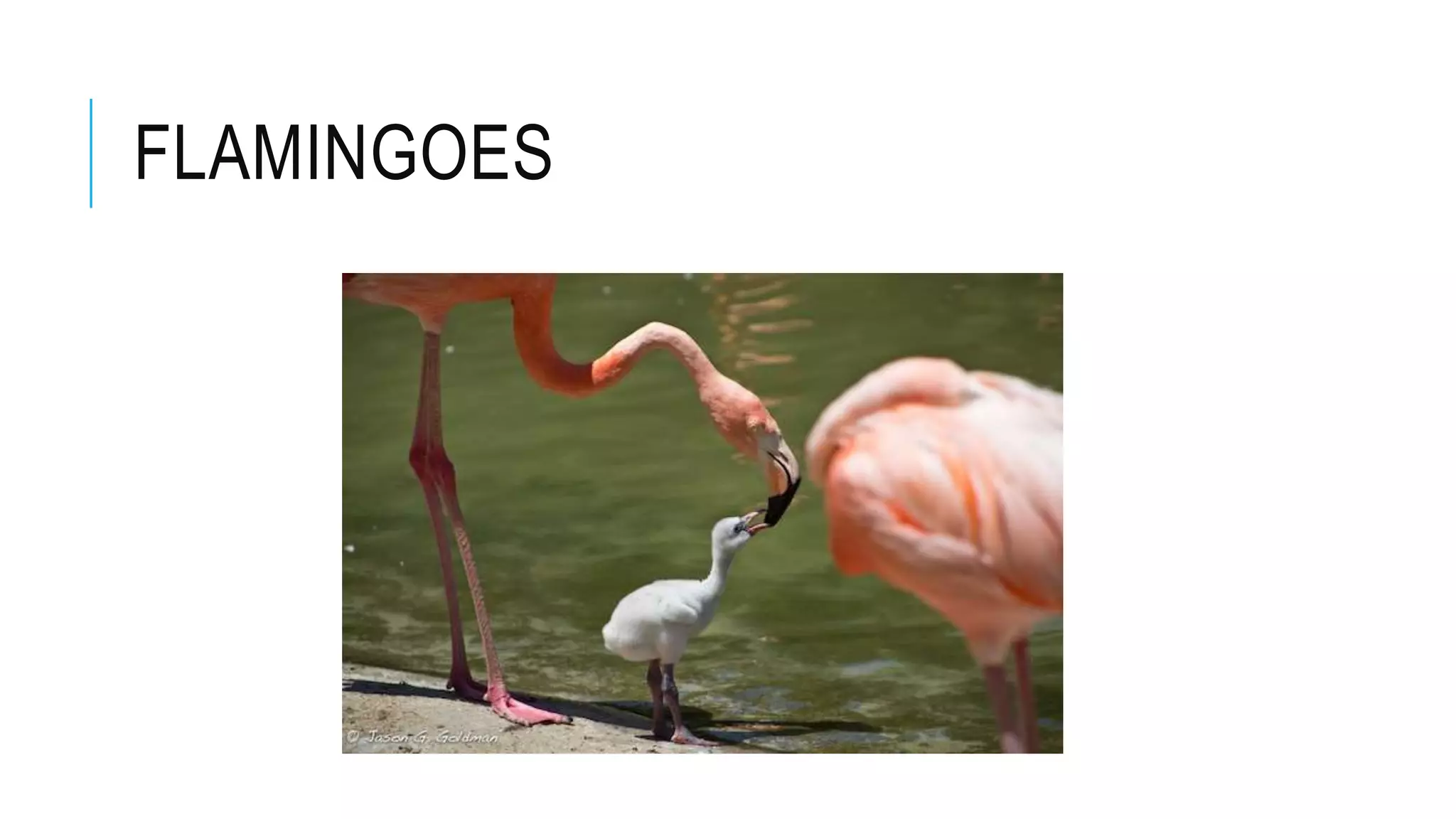 FLAMINGOES
 