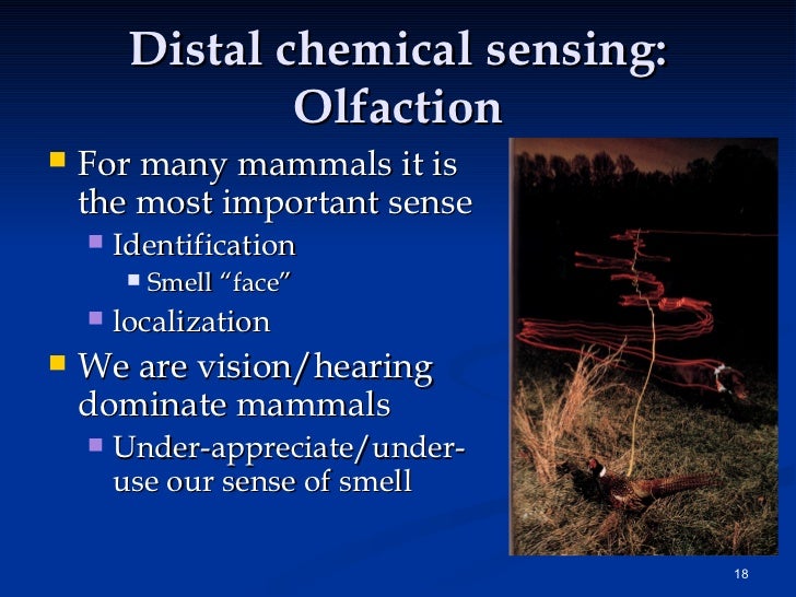 smell and taste chemical senses The chemical senses are the senses of smell (olfaction) and taste (gustation) smell is a distant chemical sense, providing information about the. smell and taste chemical senses The chemical senses are the senses of smell (olfaction) and taste (gustation) smell is a distant chemical sense, providing information about the.