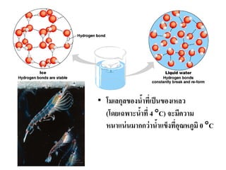 • โมเลกุลของน้าที่เป็นของเหลว
(โดยเฉพาะน้าที่ 4 C) จะมีความ
หนาแน่นมากกว่าน้าแข็งที่อุณหภูมิ 0 C
 