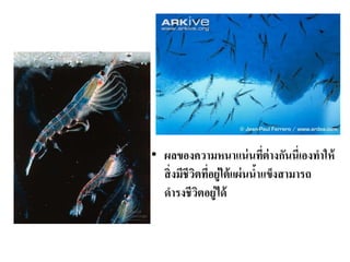 • ผลของความหนาแน่นที่ต่างกันนี่เองทาให้
สิ่งมีชีวิตที่อยู่ใต้แผ่นน้าแข็งสามารถ
ดารงชีวิตอยู่ได้
 