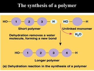 The synthesis of a polymer
 