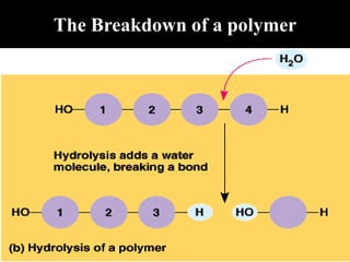 The Breakdown of a polymer
 
