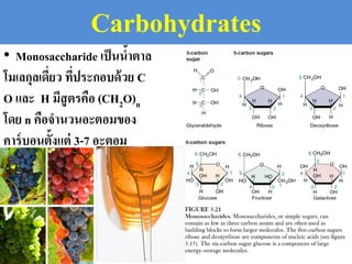 • Monosaccharide เป็นน้าตาล
โมเลกุลเดี่ยว ที่ประกอบด้วย C
O และ H มีสูตรคือ (CH2O)n
โดย n คือจานวนอะตอมของ
คาร์บอนตั้งแต่ 3-7 อะตอม
Carbohydrates
 