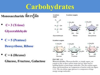 Carbohydrates
Monosaccharide ที่ควรรู้จัก
• C= 3 (Triose)
Glyceraldehyde
• C = 5 (Pentose)
Deoxyribose,Ribose
• C = 6 (Hexose)
Glucose,Fructose, Galactose
 