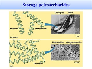Storage polysaccharides
 