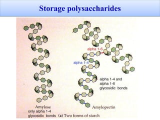 Storage polysaccharides
 