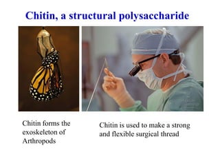 Chitin, a structural polysaccharide
Chitin forms the
exoskeleton of
Arthropods
Chitin is used to make a strong
and flexible surgical thread
 