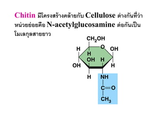 Chitin มีโครงสร้างคล้ายกับ Cellulose ต่างกันที่ว่า
หน่วยย่อยคือ N-acetylglucosamine ต่อกันเป็น
โมเลกุลสายยาว
 