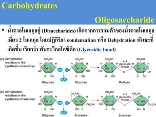 Carbohydrates
Oligosaccharide
• น้าตาลโมเลกุลคู่ (Disaccharides) เกิดจากการรวมตัวของน้าตาลโมเลกุล
เดี่ยว 2 โมเลกุล โดยปฏิกิริยา condensation หรือ Dehydration พันธะที่
เกิดขึ้น เรียกว่า พันธะไกลโคซิดิก (Glycosidic bond)
 
