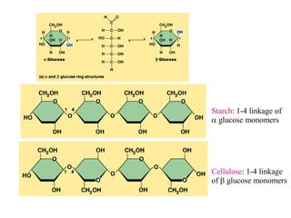 Starch: 1-4 linkage of
 glucose monomers
Cellulose: 1-4 linkage
of  glucose monomers
 