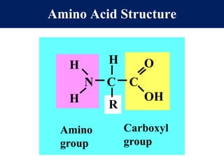 N C C
H
R
O
OH
H
H
Amino
group
Carboxyl
group
Amino Acid Structure
 