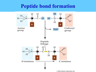 Peptide bond formation
 