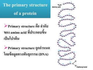 The primary structure
of a protein
Primary structure คือ ลาดับ
ของ amino acid ที่ประกอบขึ้น
เป็นโปรตีน
Primary structure ถูกกาหนด
โดยข้อมูลทางพันธุกรรม (DNA)
 