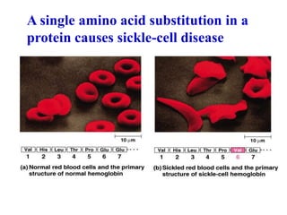 A single amino acid substitution in a
protein causes sickle-cell disease
 