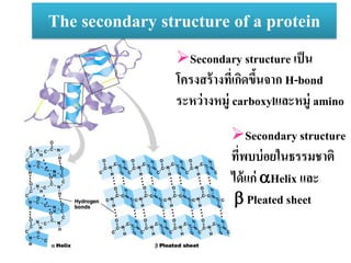 The secondary structure of a protein
Secondarystructure
ที่พบบ่อยในธรรมชาติ
ได้แก่ Helix และ
 Pleated sheet
Secondary structure เป็น
โครงสร้างที่เกิดขึ้นจาก H-bond
ระหว่างหมู่ carboxylและหมู่ amino
 