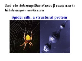 Spider silk: a structural protein
ตัวอย่างเช่น เส้นใยแมงมุม มีโครงสร้างแบบ  Pleated sheet ทา
ให้เส้นใยแมงมุมมีความแข็งแรงมาก
 