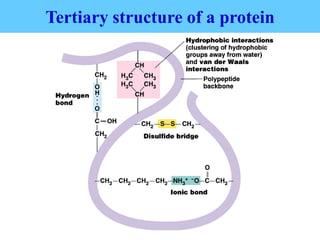 Tertiary structure of a protein
 