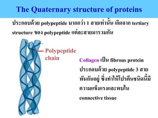 The Quaternary structure of proteins
ประกอบด้วย polypeptide มากกว่า 1 สายเท่านั้น เกิดจาก tertiary
structure ของ polypeptide แต่ละสายมารวมกัน
Polypeptide
chain Collagen เป็น fibrous protein
ประกอบด้วย polypeptide 3 สาย
พันกันอยู่ ซึ่งทาให้โปรตีนชนิดนี้มี
ความแข็งแรงและพบใน
connectivetissue
 