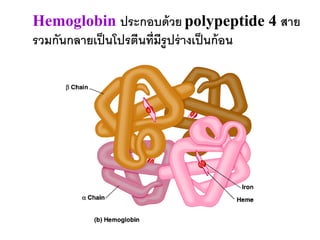 Hemoglobin ประกอบด้วย polypeptide 4 สาย
รวมกันกลายเป็นโปรตีนที่มีรูปร่างเป็นก้อน
 