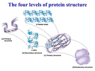 The four levels of protein structure
 