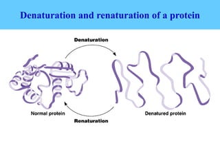 Denaturation and renaturation of a protein
 