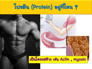 โปรตีน (Protein) อยู่ที่ไหน ?
เป็นโครงสร้าง เช่น Actin , myosin
 
