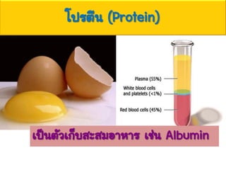 โปรตีน (Protein)
เป็นตัวเก็บสะสมอาหาร เช่น Albumin
 