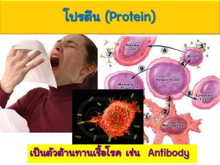 โปรตีน (Protein)
เป็นตัวต้านทานเชื้อโรค เช่น Antibody
 