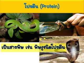 โปรตีน (Protein)
เป็นสารพิษ เช่น พิษงูชนิดโปรตีน
 