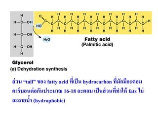 ส่วน “tail” ของ fatty acid ที่เป็น hydrocarbon ที่มักมีอะตอม
คาร์บอนต่อกันประมาณ 16-18 อะตอม เป็นส่วนที่ทาให้ fats ไม่
ละลายน้า (hydrophobic)
 