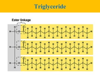 Triglyceride
 