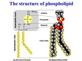 The structure of phospholipid
 