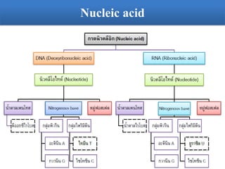 Nucleic acid
 