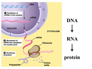 DNA
RNA
protein
 