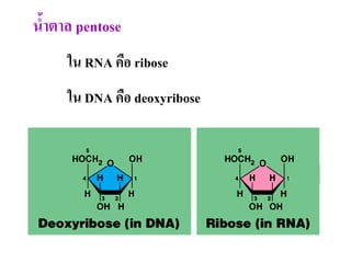 น้าตาล pentose
ใน RNA คือ ribose
ใน DNA คือ deoxyribose
 