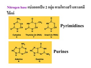 Nitrogen base แบ่งออกเป็น 2 กลุ่ม ตามโครงสร้างทางเคมี
ได้แก่
Pyrimidines
Purines
 