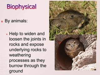 How Animas Break The Rocks Chemical and biological weathering lesson 5 | PPTX