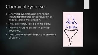 Chemical Synapse
 Chemical synapses use chemicals
(neurotransmitters) for conduction of
impulse along the junction.
 They are widely spread in the body.
 The two neurons are not in contact
physically.
 They usually transmit impulse in only one
direction.
 