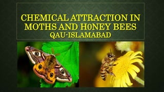 CHEMICAL ATTRACTION IN
MOTHS AND H0NEY BEES
QAU-ISLAMABAD
 