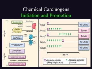 Chemical Carcinogens
Initiation and Promotion
 