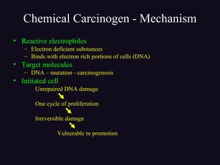 Chemical Carcinogen - Mechanism
• Reactive electrophiles
– Electron deficient substances
– Binds with electron rich portions of cells (DNA)
• Target molecules
– DNA – mutation - carcinogenesis
• Initiated cell
Unrepaired DNA damage
One cycle of proliferation
Irreversible damage
Vulnerable to promotion
 