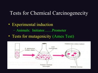 Tests for Chemical Carcinogenecity
• Experimental induction
– Animals: Initiator……Promoter
• Tests for mutagenicity (Ames Test)
 