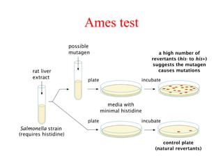 Ames test
 