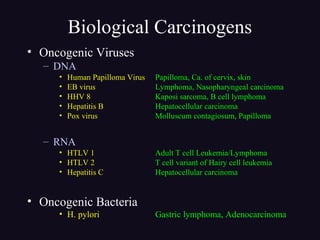 Biological Carcinogens
• Oncogenic Viruses
– DNA
• Human Papilloma Virus Papilloma, Ca. of cervix, skin
• EB virus Lymphoma, Nasopharyngeal carcinoma
• HHV 8 Kaposi sarcoma, B cell lymphoma
• Hepatitis B Hepatocellular carcinoma
• Pox virus Molluscum contagiosum, Papilloma
– RNA
• HTLV 1 Adult T cell Leukemia/Lymphoma
• HTLV 2 T cell variant of Hairy cell leukemia
• Hepatitis C Hepatocellular carcinoma
• Oncogenic Bacteria
• H. pylori Gastric lymphoma, Adenocarcinoma
 
