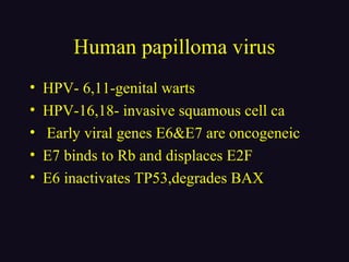 Human papilloma virus
• HPV- 6,11-genital warts
• HPV-16,18- invasive squamous cell ca
• Early viral genes E6&E7 are oncogeneic
• E7 binds to Rb and displaces E2F
• E6 inactivates TP53,degrades BAX
 