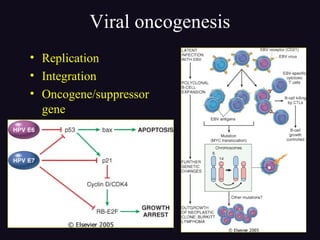 Viral oncogenesis
• Replication
• Integration
• Oncogene/suppressor
gene
 