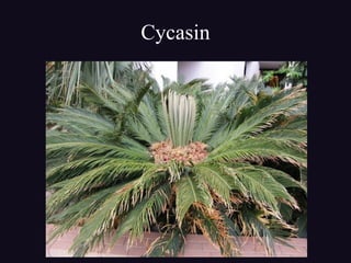 Cycasin
 